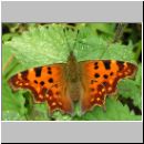 Polygonia C-Album - C-Falter 10.jpg